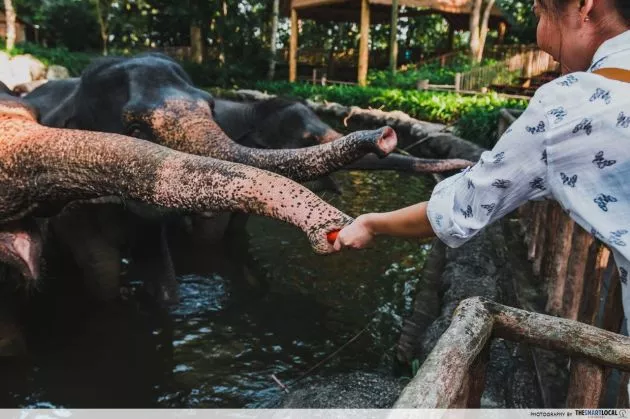 May Lobangs - feeding elephants