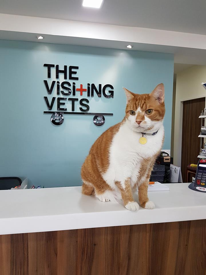 The Visiting vets
