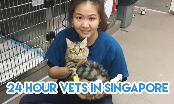 24 hour vets Singapore