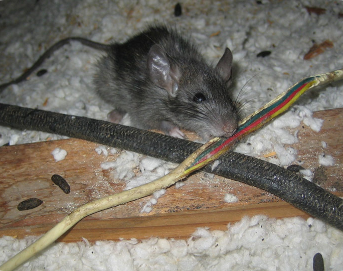 rat chewing cables
