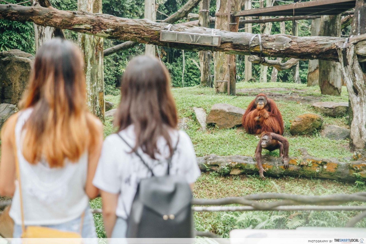 photospot orangutan island singapore zoo