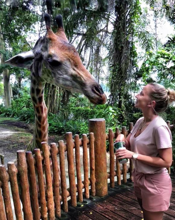 feeding giraffes at singapore zoo