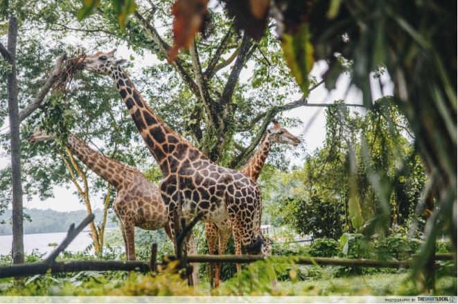 giraffes at wild africa, singapore zoo