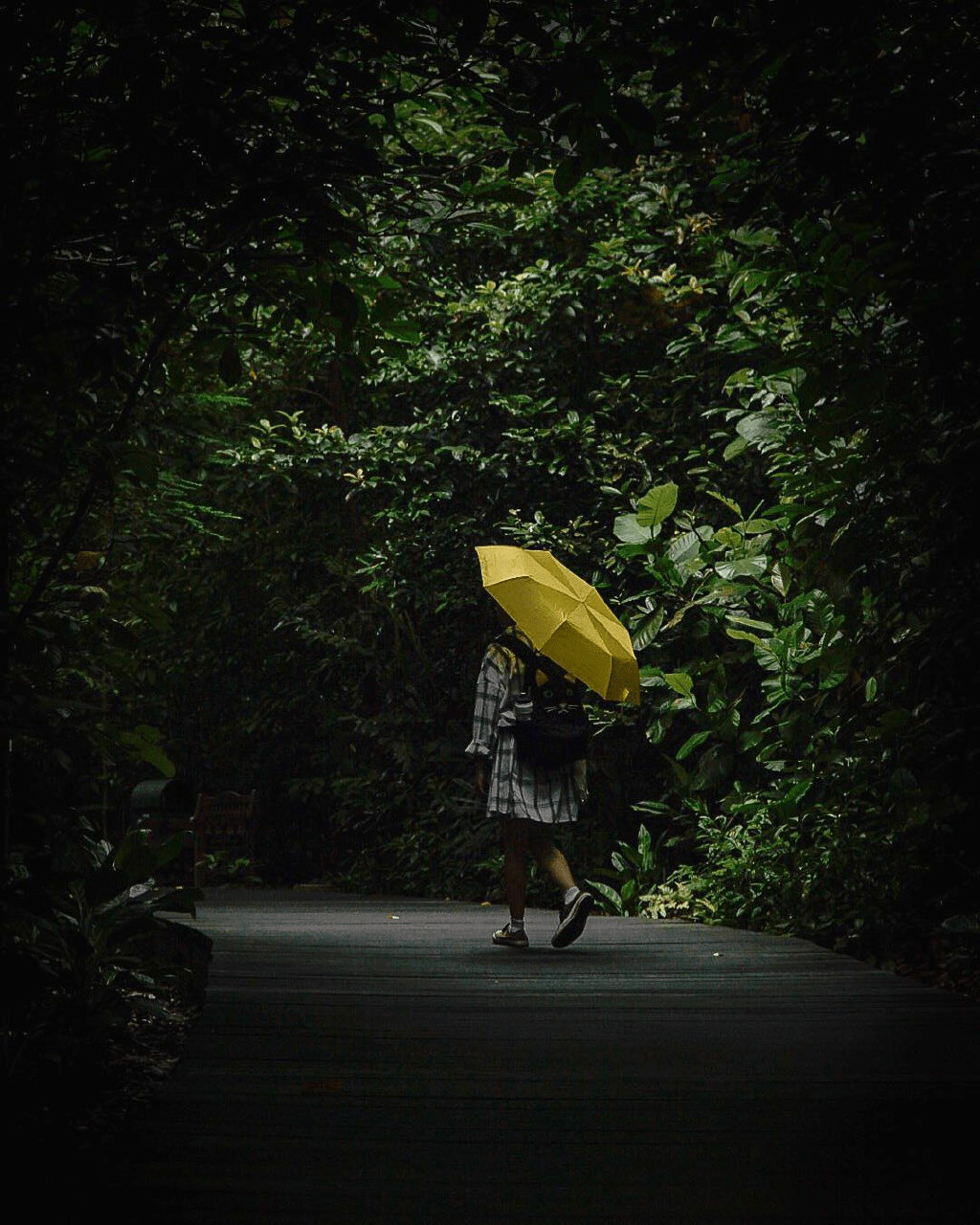 Botanic Gardens - Walk of Giants Raining Yellow Umbrella