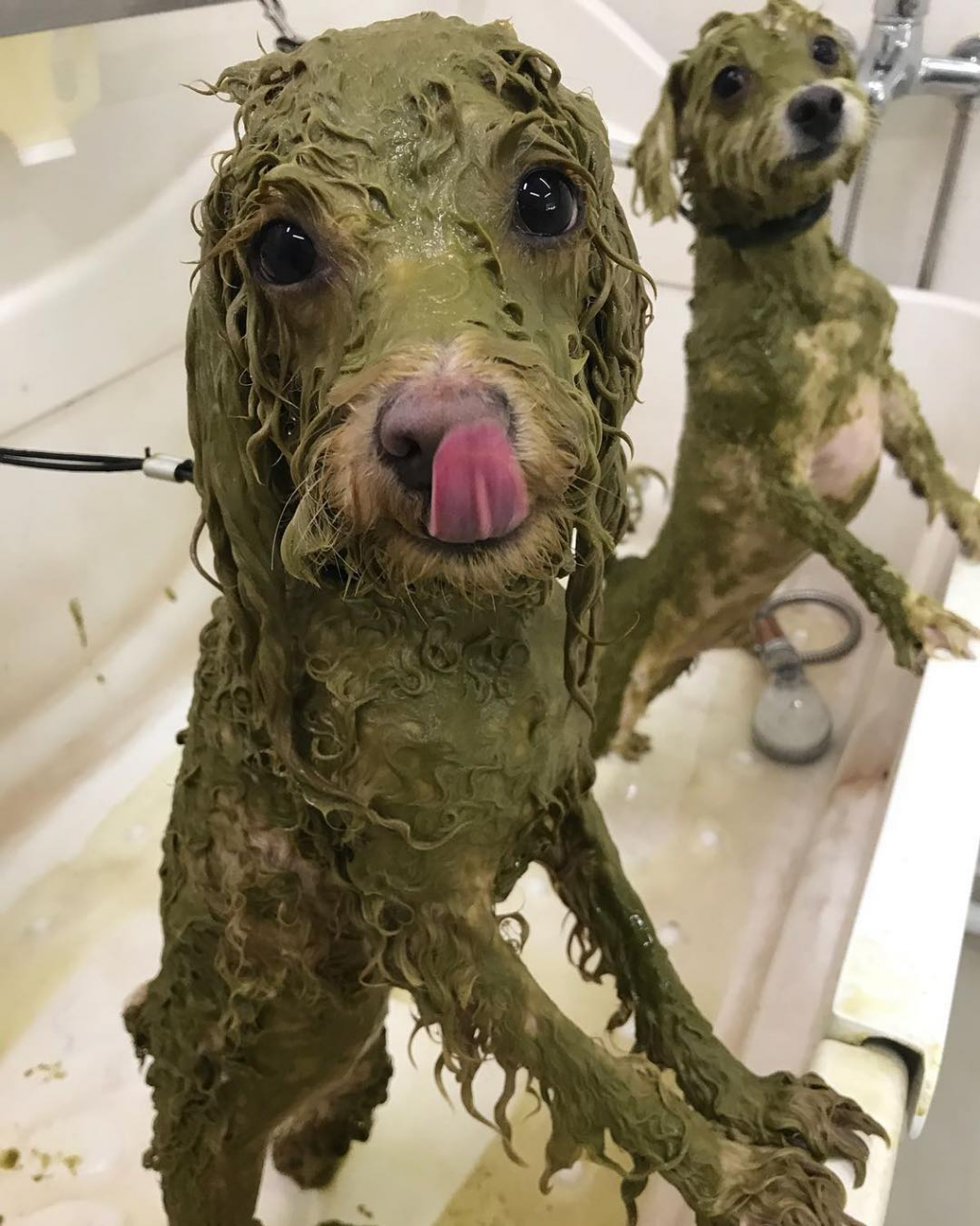 The Pawlour - dog spa