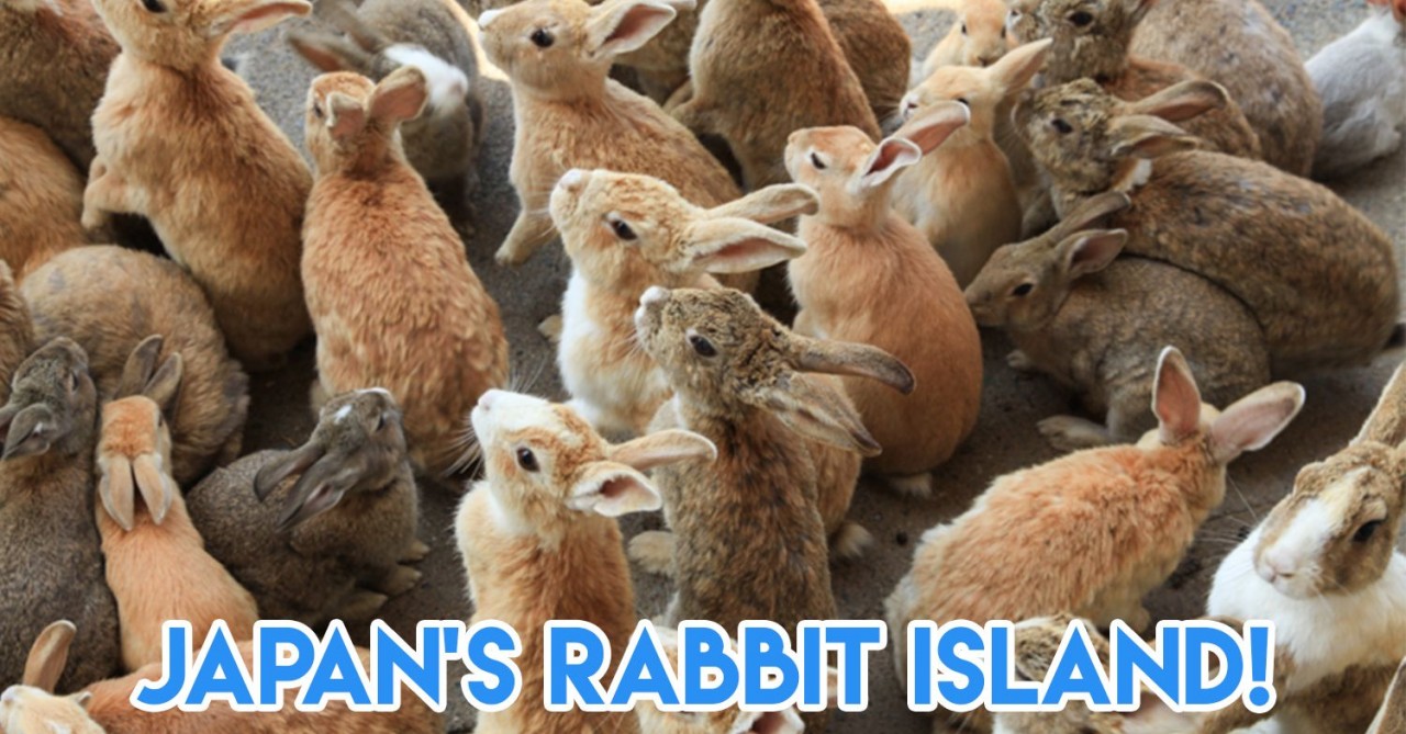 Hiroshima rabbit island Japan