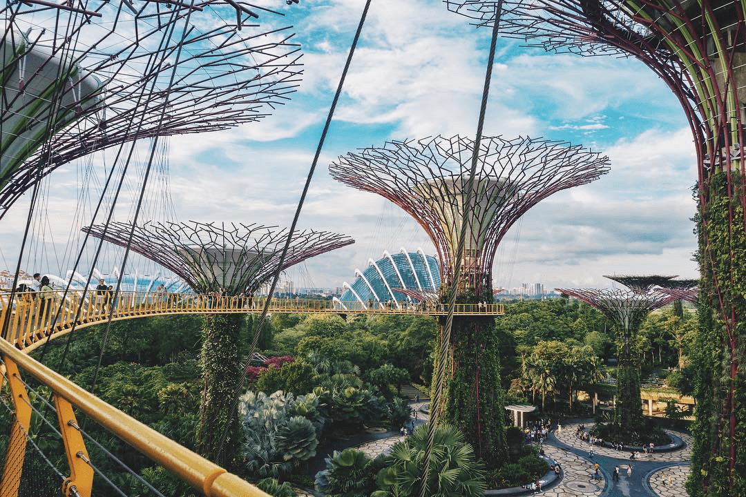 supertree grove gardens by the bay