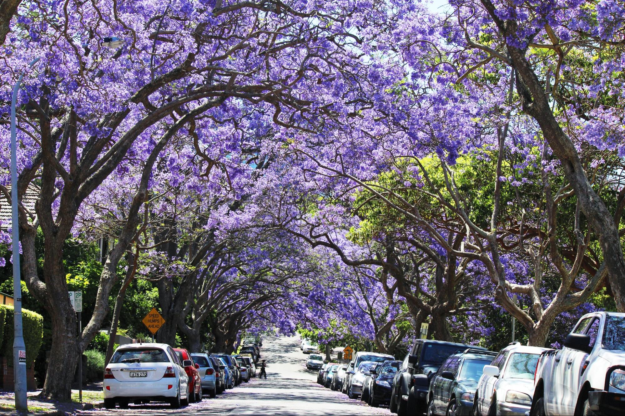 places to visit sydney in spring