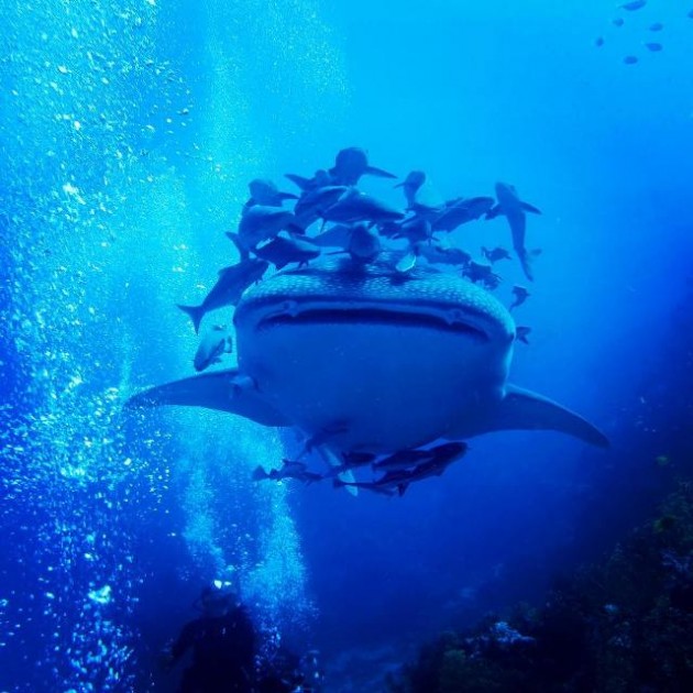 Surin Islands - Whale shark 