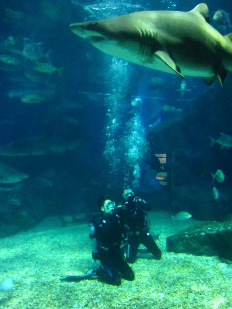 Siam Ocean World -diving with the sharks