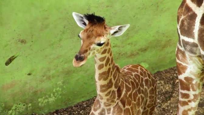 Newborn baby giraffe named Corona at Bali Safari Park copy