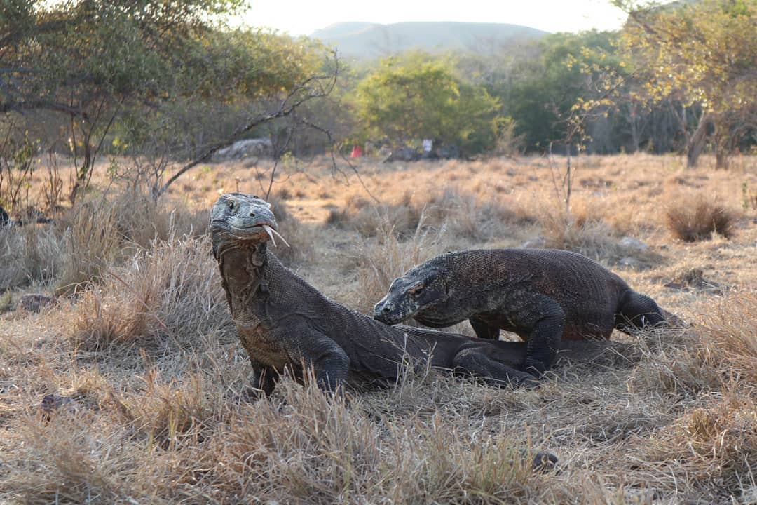 A pair of Komodo dragons