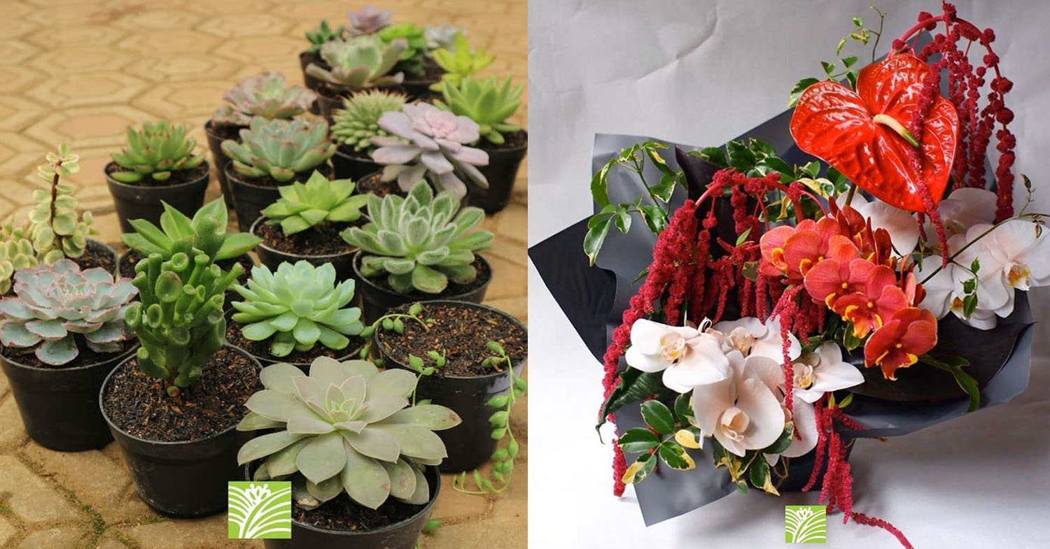 8 Plant Shops In Indonesia With Online Delivery To Decorate Your Home