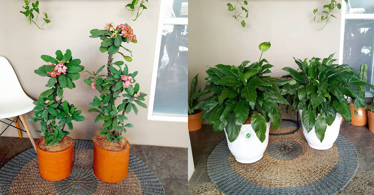 8 Plant Shops In Indonesia With Online Delivery To Decorate Your Home