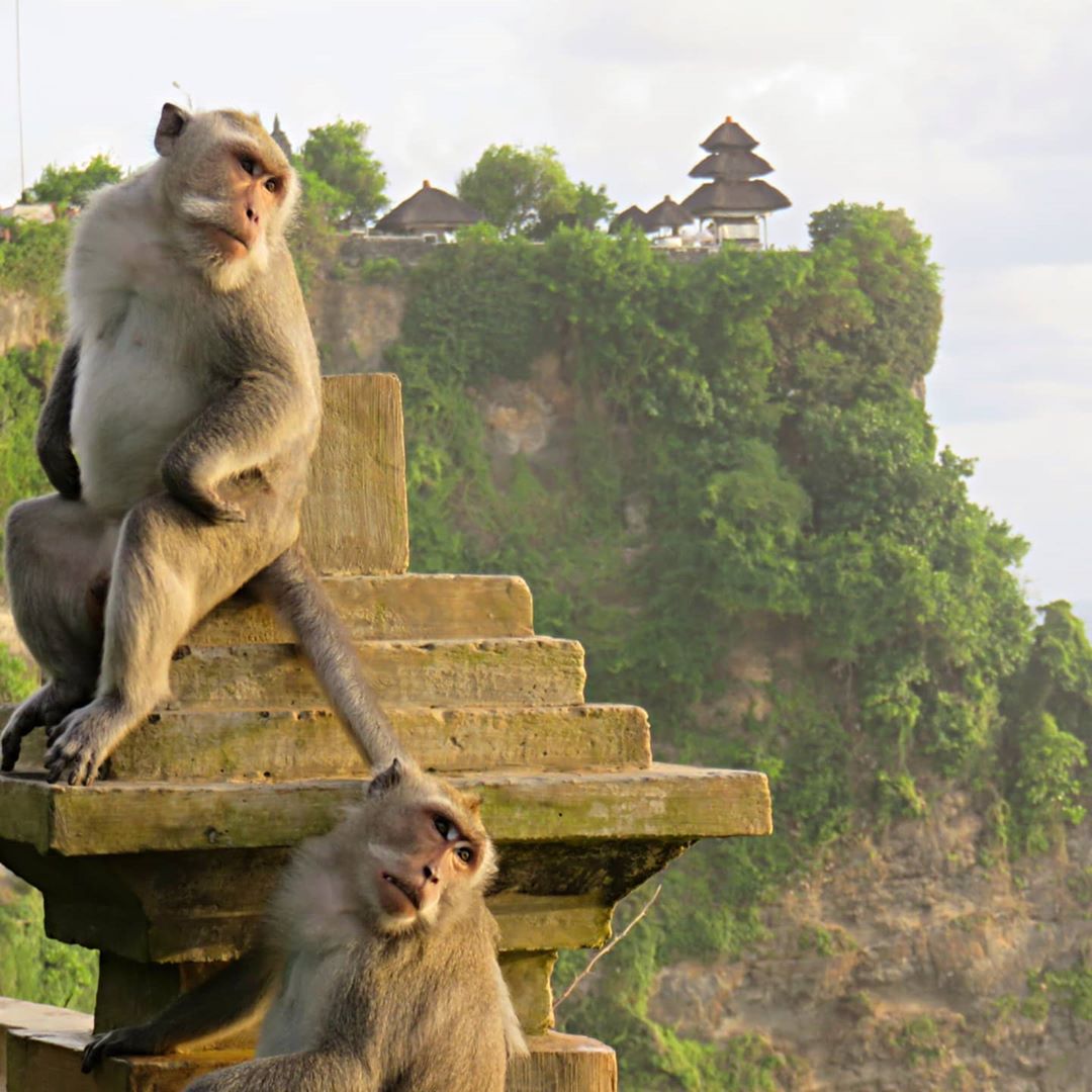 uluwatu macaques