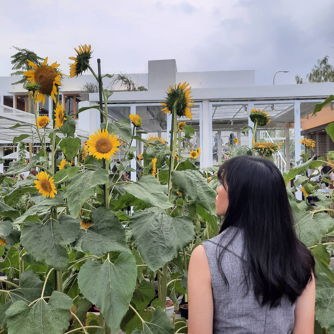 urban farm sunflower garden