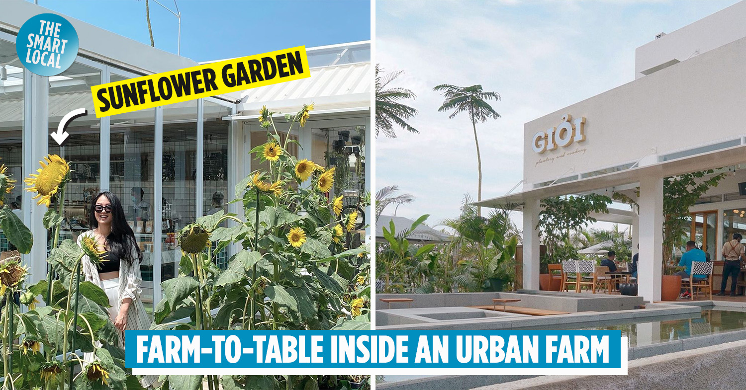 Gioi By The Farm In Pik Sits Inside A Lovely Sunflower Garden