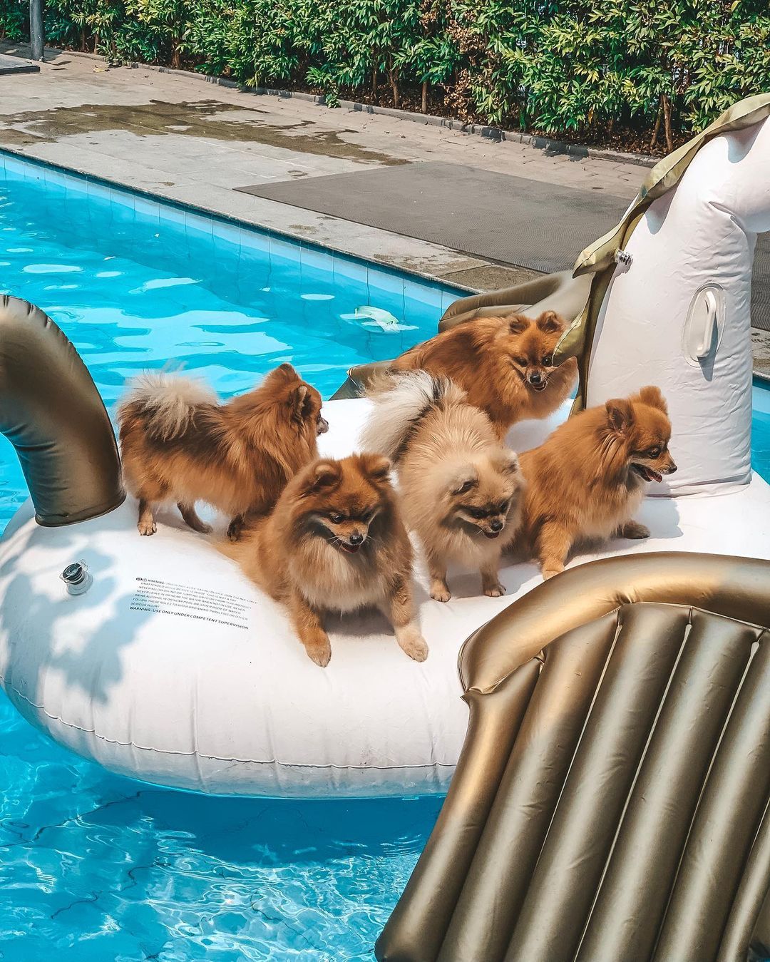 the dog spa pool
