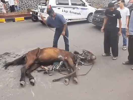 cianjur horse collapsed 3