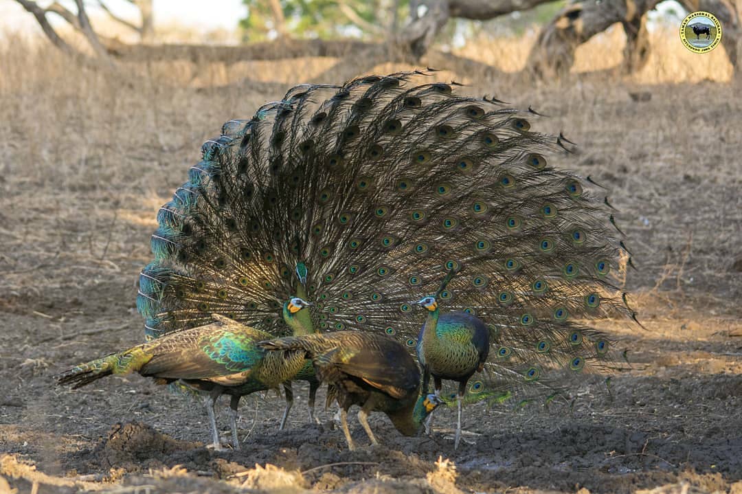 baluran national park peacocks