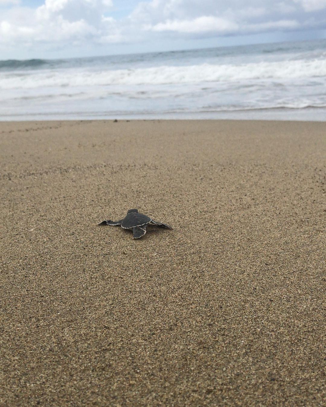 sukamade beach turtle