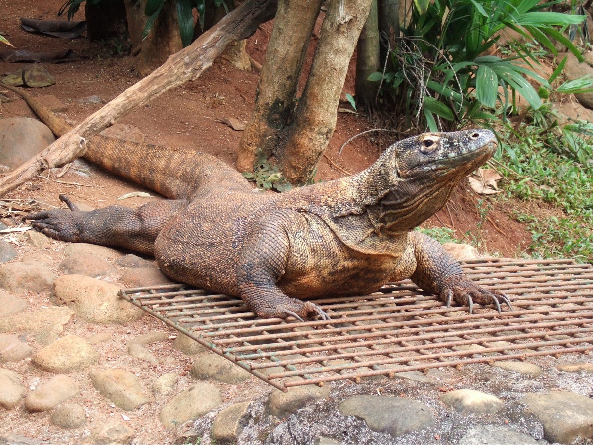 nature attractions in jakarta - ragunan zoo komodo dragon