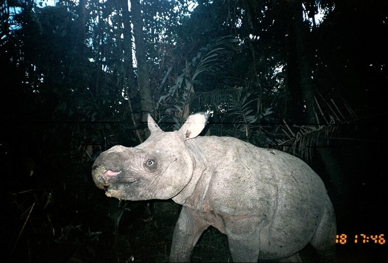 Endangered Javan rhino spotted - Javan rhino on National Geographic cameras in 2010