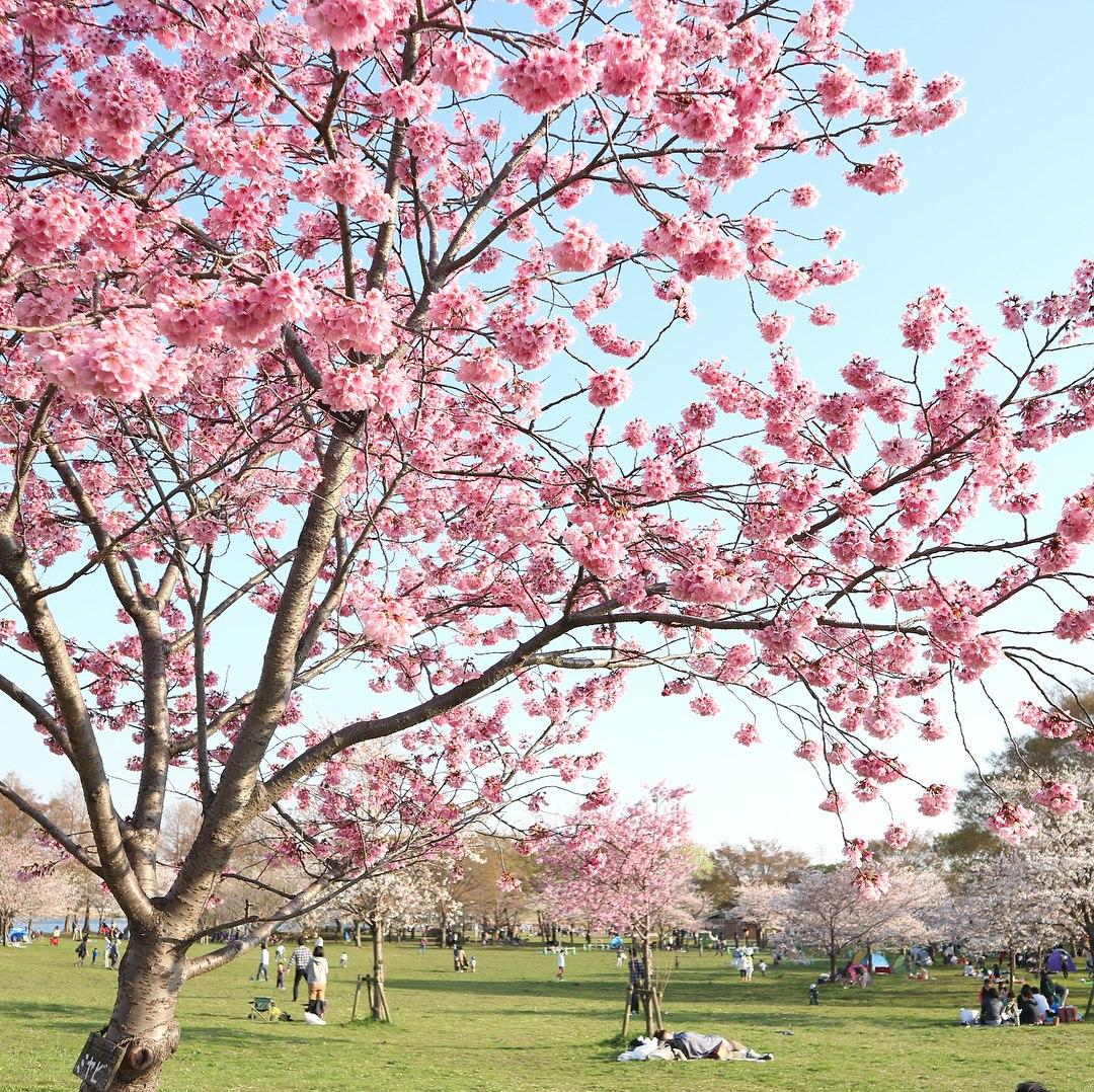 toneri park cherry blossoms