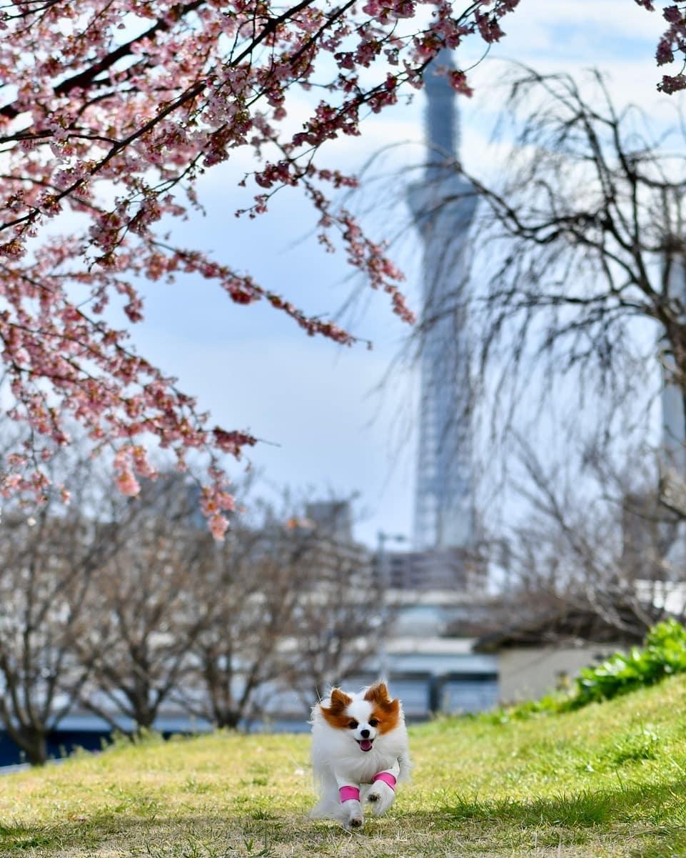 shiori park cherry blossom tokyo skytree