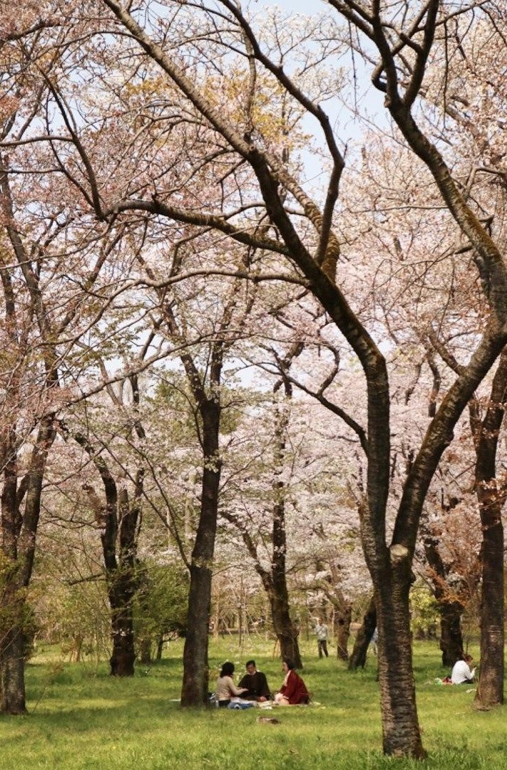 nogawa park cherry blossom spot