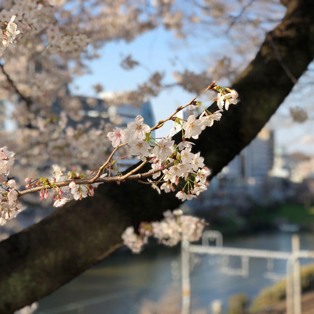 sotobori park cherry blossom