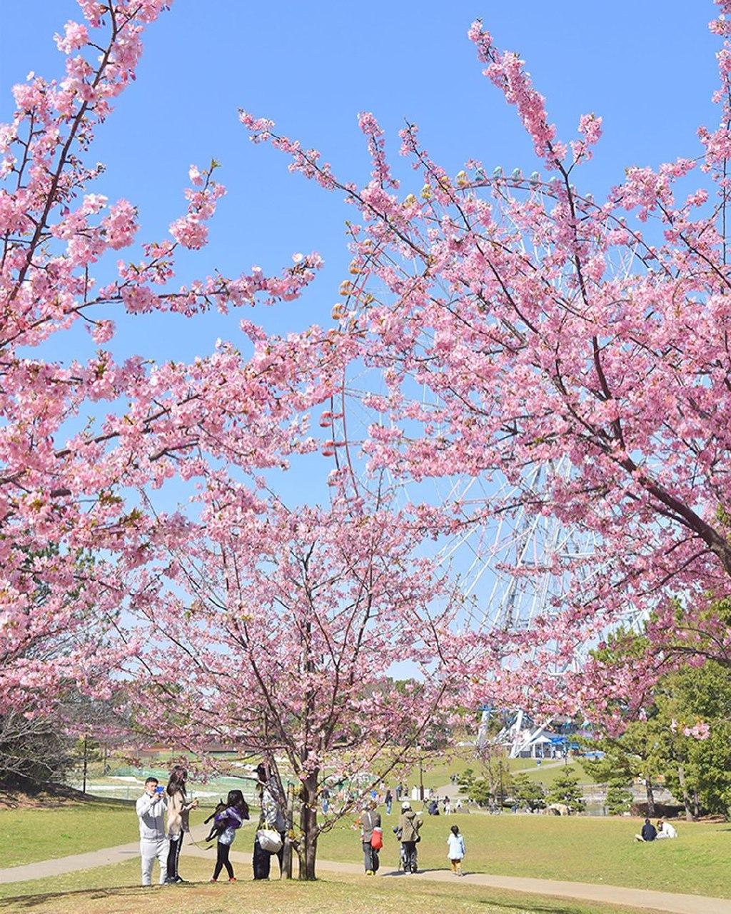 Kasai rinkai park cherry blossom