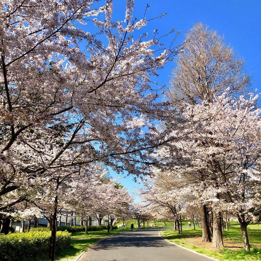 toneri park cherry blossom