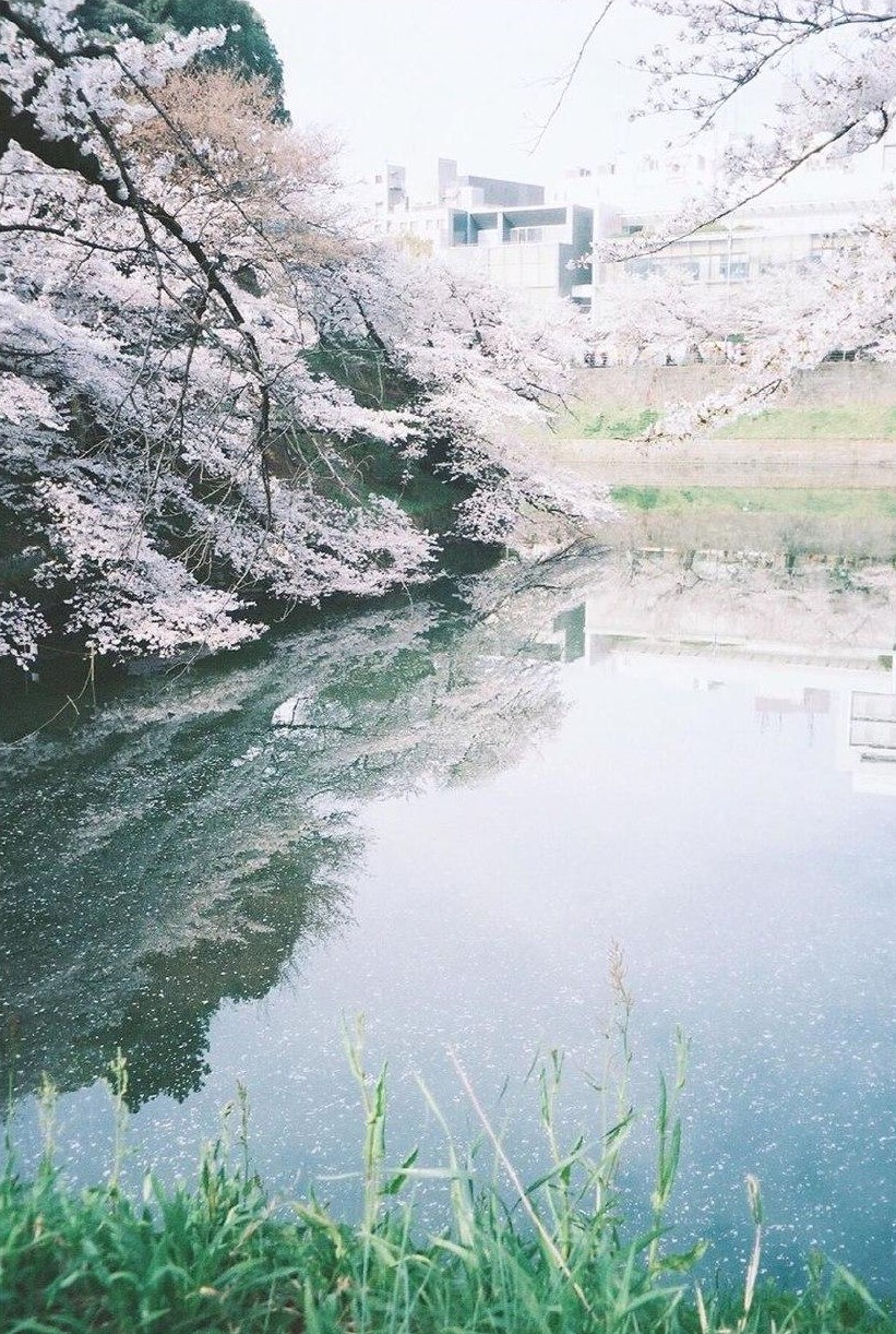 chidorigafuchi cherry blossom