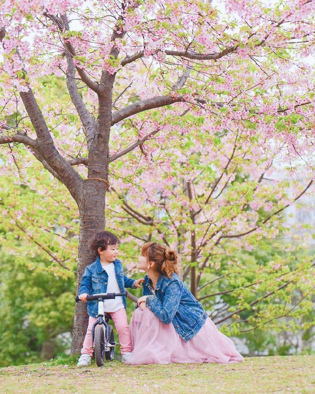 kasai rinkai park cherry blossom