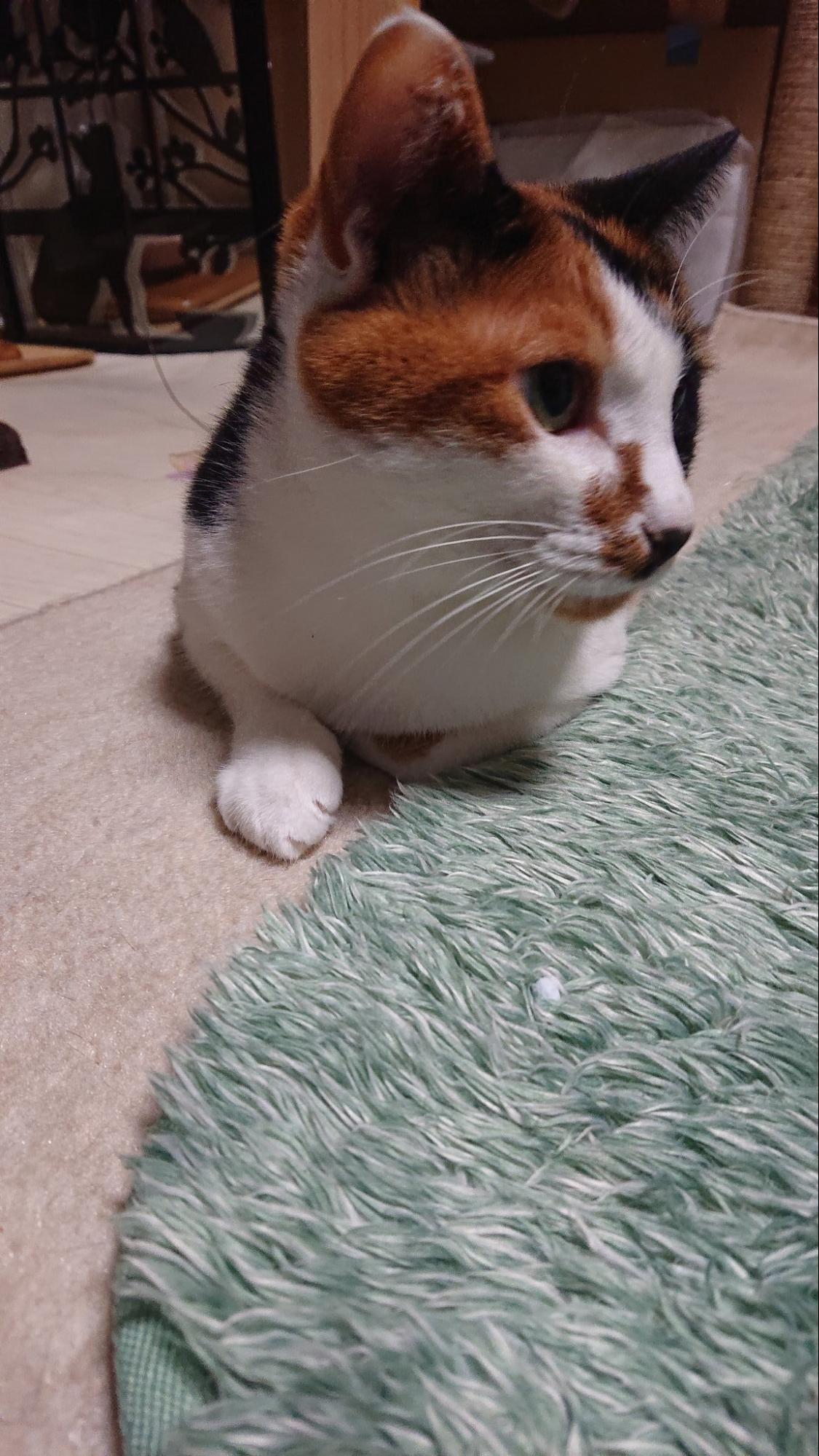 Miaou Japan cat