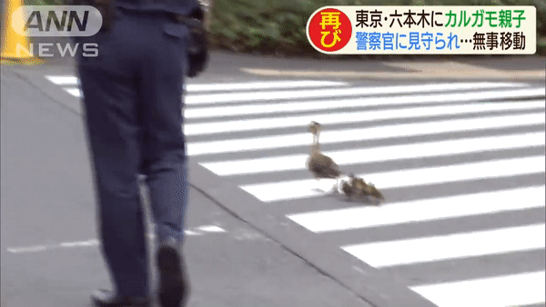 Japanese Policemen Escort Ducks Across Road - family of ducks crossing the road