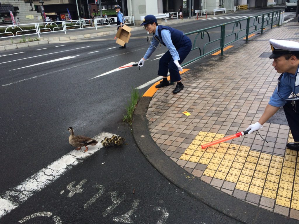 Japanese Policemen Escort Ducks Across Road - policemen escorting ducks across street in 2016