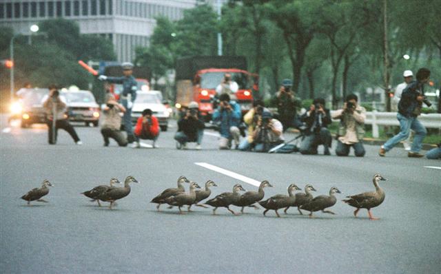 Japanese Policemen Escort Ducks Across Road - famous duck crossing in Otemachi area, 2008