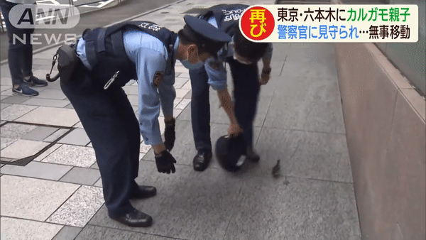 Japanese Policemen Escort Ducks Across Road - duckling making a run for it