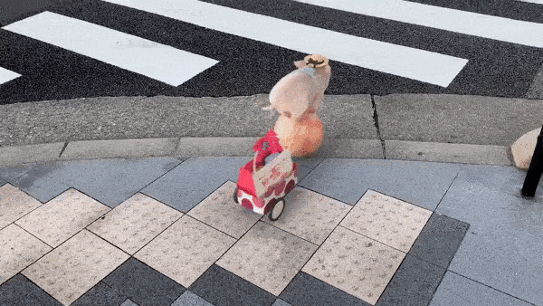 Pig balancing on ball in Japan - gif of viral micropig_pinky tweet