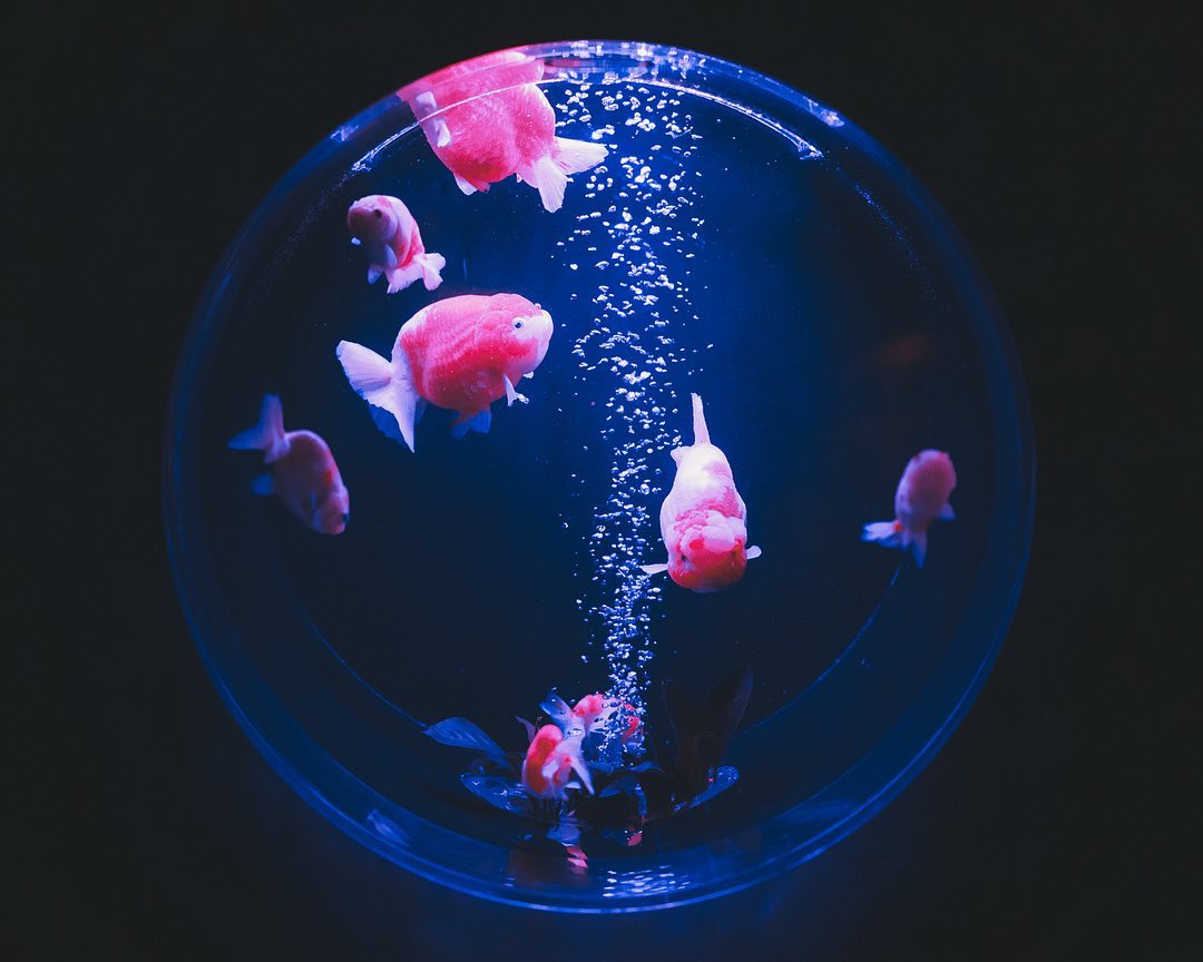 art aquarium - circle window goldfish