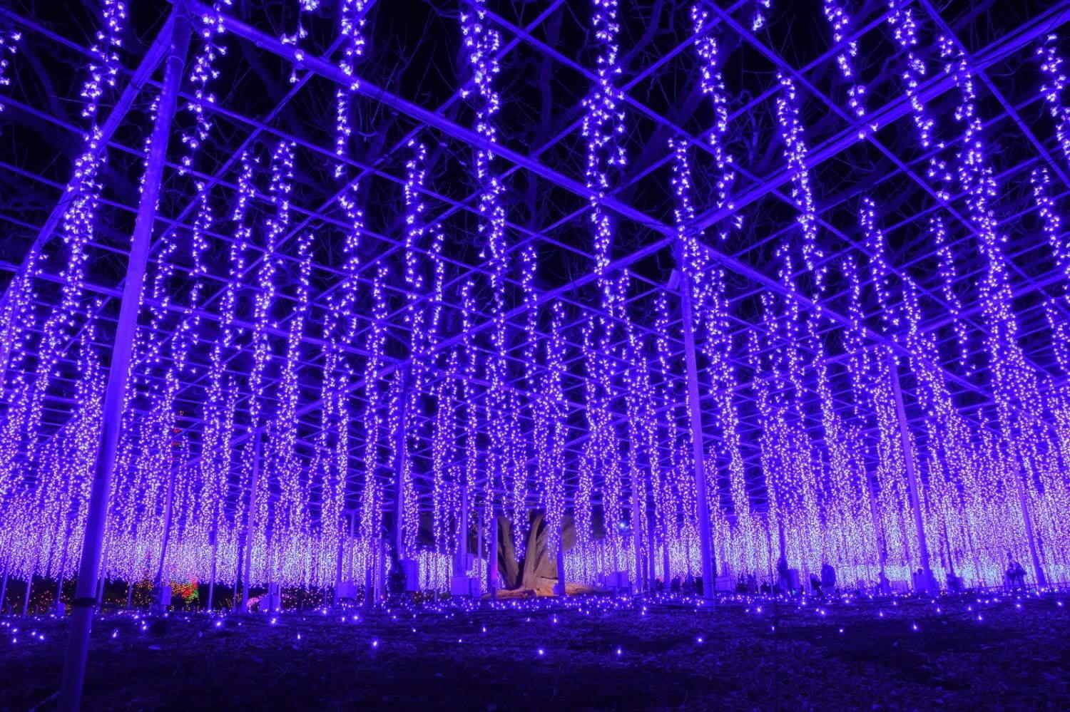 Ashikaga Flower Park Illumination 2020 1 - wisteria illumination
