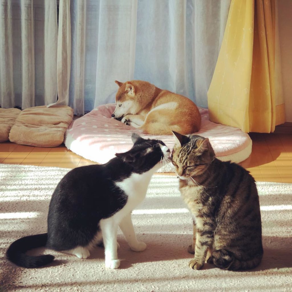 Pet Instagram accounts - @kabosumama cats and dog