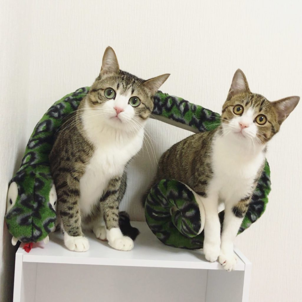 Pet Instagram accounts - @suzume0513 look alike cats