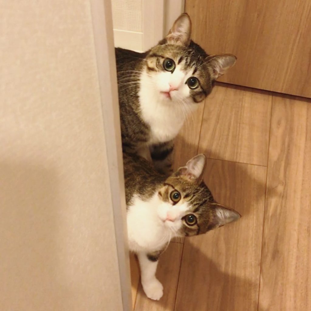 Pet Instagram accounts - @suzume0513 look alike cats