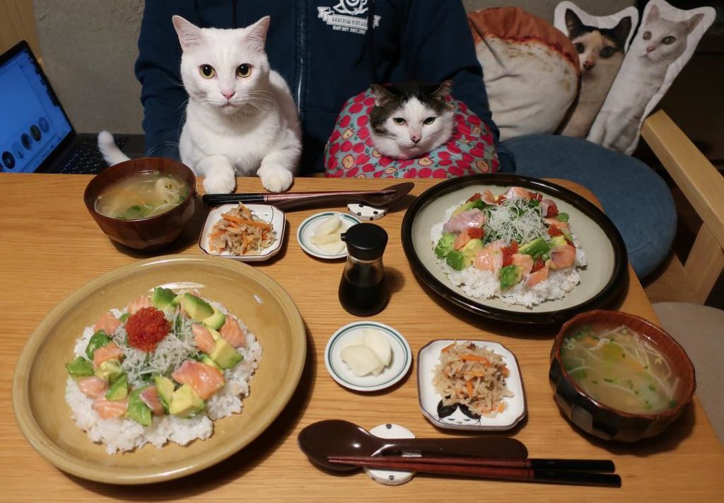Pet Instagram accounts - @naomiuno cats posing with food