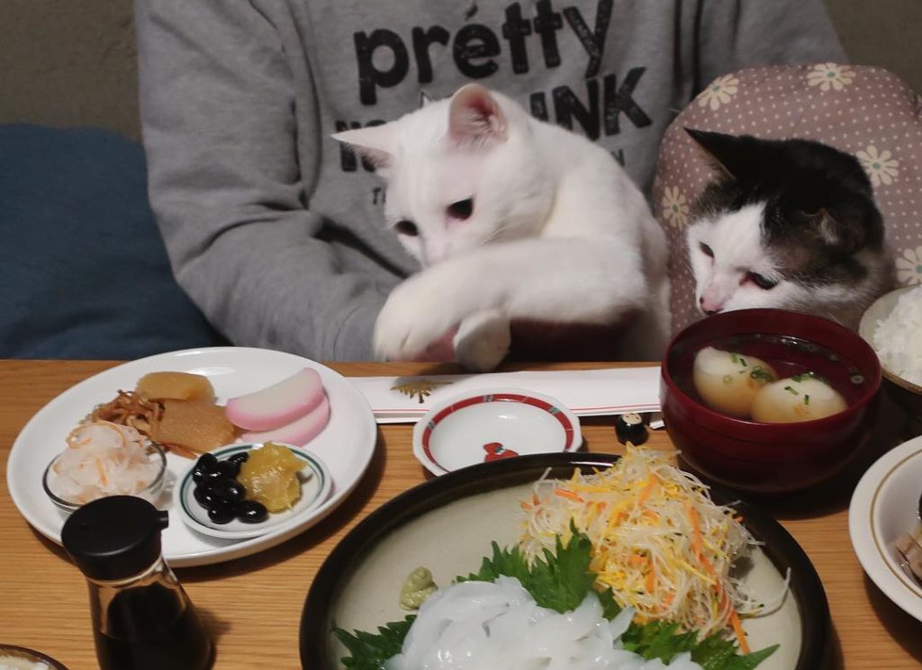 Pet Instagram accounts - @naomiuno cats posing with food