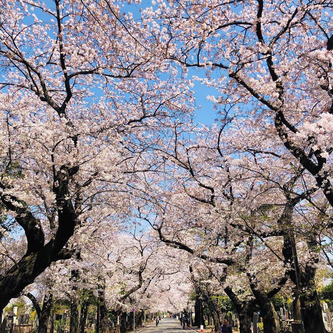 free tokyo walking tours - yanaka cemetery