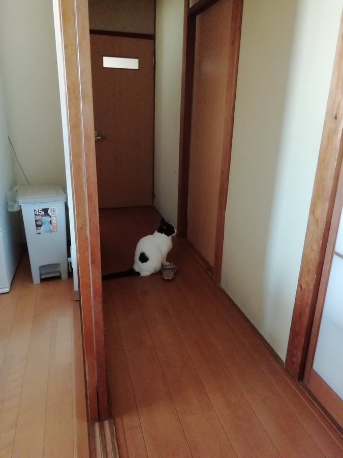 Japanese cat waits for owner - cat at the door 